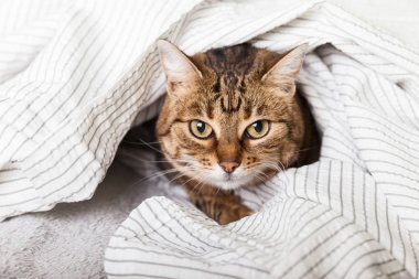 Energizer genç tabby karışık cins kedi çağdaş yatak odasında açık gri ekose altında. Pet soğuk kış havasında bir battaniye altında ısınıyor. Evcil hayvan dostu ve bakım konsepti.