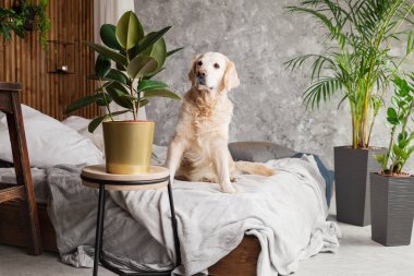 Ev veya otelde yatakta ceket ve yastık üzerinde Golden retriever köpek yavrusu. İskandinav daire de yeşil bitkiler yatak odası iç tarzı. Evcil hayvan dostu konsept, çevre dostu yaşam tarzı, kopyalama alanı.