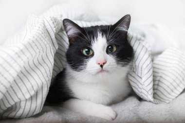 Çağdaş yatak odasında açık gri ekose altında Bored genç siyah ve beyaz karışık cins kedi. Pet soğuk kış havasında bir battaniye altında ısınıyor. Evcil hayvan dostu ve bakım konsepti.