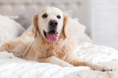 Lüks parlak renklerde mutlu gülümseyen altın retriever köpek yavrusu kral yatak ve başucu masa ile klasik eklektik tarzı yatak odası. Evcil hayvan dostu otel veya ev odası.