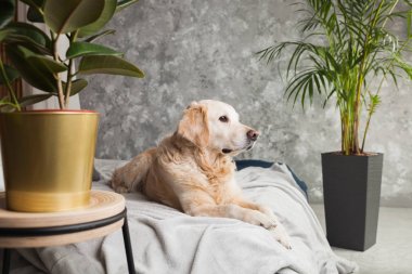 Ev veya otelde yatakta ceket ve yastık üzerinde Golden retriever köpek yavrusu. İskandinav daire de yeşil bitkiler yatak odası iç tarzı. Evcil hayvan dostu konsept, çevre dostu yaşam tarzı, kopyalama alanı.