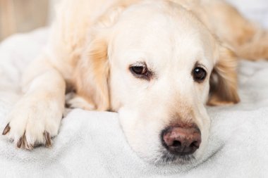 Açık Pastel Gri İskandinav Tekstil Dekoratif Ceket Üzerinde Sevimli Golden Retriever Köpek Nap. Evcil hayvan bakımı ve samimi konsept.