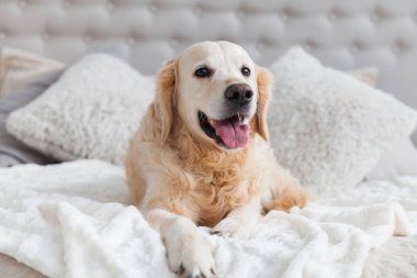 Rahat kral yatak ve başucu masa ile lüks parlak renkler klasik eklektik tarzı yatak odası mutlu gülümseyen altın retriever köpek yavrusu. Evcil hayvan dostu otel veya ev odası.