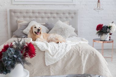 Lüks parlak renklerde mutlu gülümseyen altın retriever köpek yavrusu köpek kral yatak ve başucu masa, kırmızı çiçekler ile klasik eklektik tarzı yatak odası. Evcil hayvan dostu otel veya ev odası.