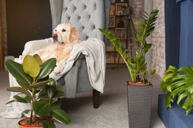 Lüks ev veya otel lobisinde gri koltukta Mutlu altın retriever köpek yavrusu. Oturma odasında mavi tuğla fairplace yakın Yeşil bitkiler. Art deco iç daireler. Evcil hayvan dostu konsept.