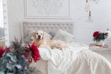 Lüks parlak renklerde mutlu gülümseyen altın retriever köpek yavrusu köpek kral yatak ve başucu masa, kırmızı çiçekler ile klasik eklektik tarzı yatak odası. Evcil hayvan dostu otel veya ev odası.
