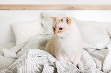 Çağdaş yatak odasında açık gri ekose altında Bored genç ışık zencefil karışık cins kedi. Pet soğuk kış havasında battaniye üzerinde ısınıyor. Evcil hayvan dostu ve bakım konsepti.
