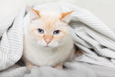 Çağdaş yatak odasında açık gri ekose altında Bored genç ışık zencefil karışık cins kedi. Pet soğuk kış havasında bir battaniye altında ısınıyor. Evcil hayvan dostu ve bakım konsepti.