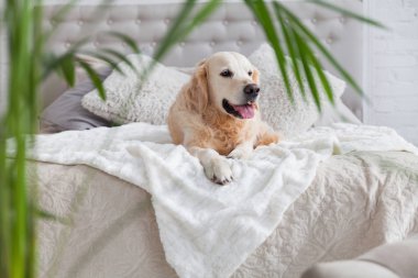 Lüks parlak renklerde mutlu altın retriever köpek yavrusu köpek kral boyutu yatak ve başucu masa, yeşil tropikal bitkiler ile klasik eklektik tarzı yatak odası. Evcil hayvan dostu otel veya ev odası. 
