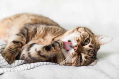 Energizer genç tabby karışık cins kedi çağdaş yatak odasında açık gri ceket üzerinde. Pet yalamak pençeleri ve soğuk kış havalarında battaniye üzerinde ısıtır. Evcil hayvan dostu ve bakım konsepti.