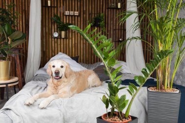 Ev veya otelde yatakta ceket ve yastık üzerinde Golden retriever köpek yavrusu. İskandinav daire de yeşil bitkiler yatak odası iç tarzı. Evcil hayvan dostu konsept, çevre dostu yaşam tarzı, kopyalama alanı.