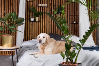 Ev veya otelde yatakta ceket ve yastık üzerinde Golden retriever köpek yavrusu. İskandinav daire de yeşil bitkiler yatak odası iç tarzı. Evcil hayvan dostu konsept, çevre dostu yaşam tarzı, kopyalama alanı.