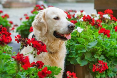 Mutlu genç sevimli altın retriever köpek kır evi arka bahçesinde veya bahçede kırmızı çiçekler ile ahşap sepetler yakınında oturan. Alan arka planını kopyalama. 