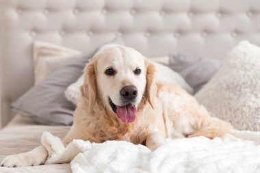 Lüks parlak renklerde mutlu gülümseyen altın retriever köpek yavrusu kral yatak ve başucu masa ile klasik eklektik tarzı yatak odası. Evcil hayvan dostu otel veya ev odası.