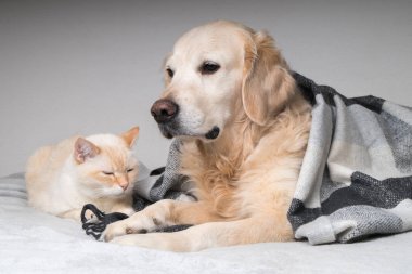 Young golden retriever dog and cute mixed breed ginger cat under cozy tartan plaid. Animals warms under black and white blanket in cold winter weather. Friendship of pets. Pets care concept.