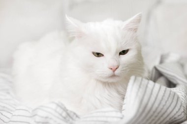 Çağdaş yatak odasında açık gri ekose uykulu genç beyaz karışık cins kedi. Pet soğuk kış havasında battaniye üzerinde ısınıyor. Evcil hayvan dostu ve bakım konsepti.