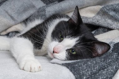 Güzel genç yeşil gözleri karışık cins kedi soğuk kış havasında siyah, gri ve beyaz tartan ekose altında ısıtır. Evcil hayvan bakım konsepti. Ev veya otel yatak odasında hayvan kapalı. Metin için boş alan kopyalama.