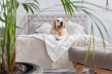 Lüks parlak renklerde mutlu altın retriever köpek yavrusu köpek kral boyutu yatak ve başucu masa, yeşil tropikal bitkiler ile klasik eklektik tarzı yatak odası. Evcil hayvan dostu otel veya ev odası. 