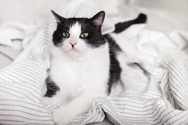 Bored young black and white mixed breed cat on light gray plaid in contemporary bedroom. Pet warms on blanket in cold winter weather. Pets friendly and care concept.