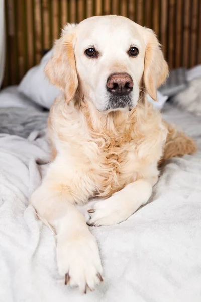 Adorable Golden Retriever Dog on Light Pastel Gray Scandinavian Textile Decorative Coat and Pillows on Modern Bed in House or Hotel. Pets care friendly concept.