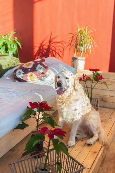 Happy smiling golden retriever puppy dog in bright sunny red walls stylish bedroom with plants in baskets, king-size bed, authentic pillows and geometric print plaid.  Pets friendly hotel or home room.