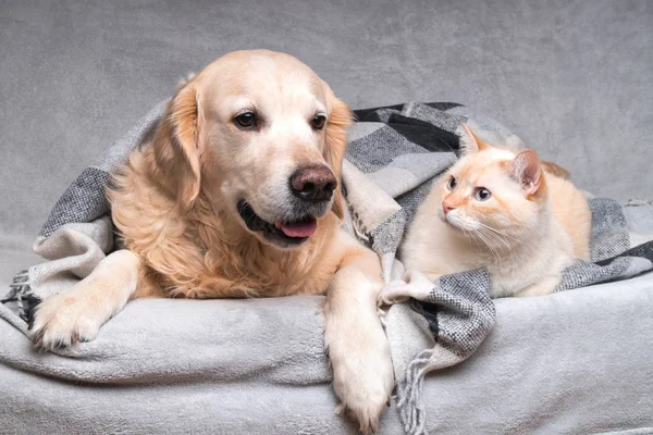 幸せな若いゴールデンレトリバー犬と居心地の良いタータンチェックの下でかわいい混合繁殖生姜猫 動物は寒い冬の天候で黒と白の毛布の下で暖まります ペットの友情 ペットケアコンセプト — ストック写真