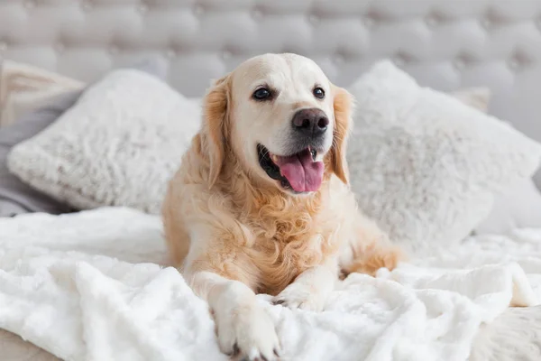 Rahat kral yatak ve başucu masa ile lüks parlak renkler klasik eklektik tarzı yatak odası mutlu gülümseyen altın retriever köpek yavrusu. Evcil hayvan dostu otel veya ev odası.