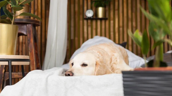 Golden Retriever Pies Szczeniak Płaszcz Poduszki Łóżku Domu Lub Hotelu — Zdjęcie stockowe