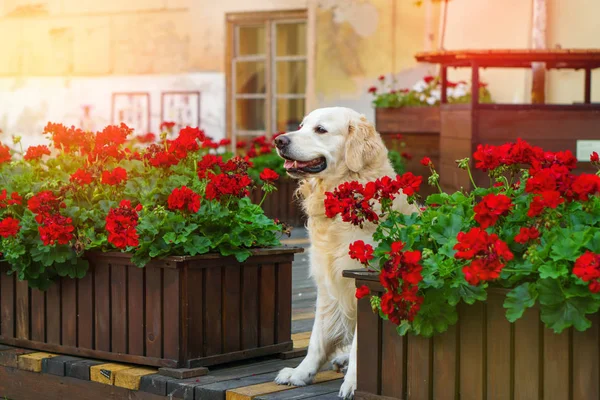 Happy young adorable golden retriever puppy dog sitting near wooden baskets with red flowers in country house backyard or garden. Copy space background.