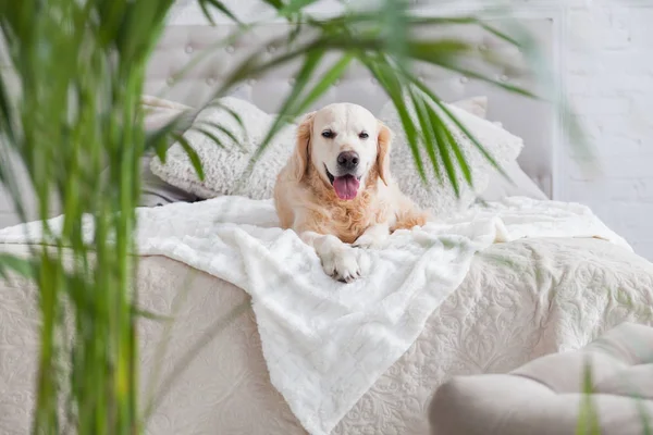 Happy golden retriever puppy dog in luxurious bright colors classic eclectic style bedroom with king-size bed and bedside table, green tropical plants. Pets friendly  hotel or home room. Copy space.