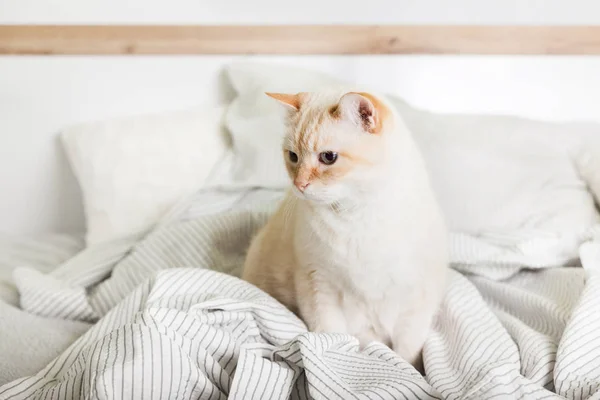 Bored young light ginger mixed breed cat under light gray plaid in contemporary bedroom. Pet warms on  blanket in cold winter weather. Pets friendly and care concept.