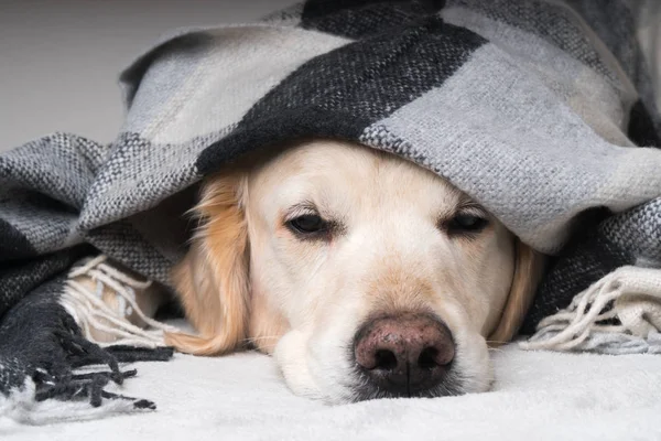 Cute Young Golden Retriever Dog Warms Cozy Black Gray White — Stock Photo, Image