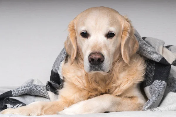 Netter Junger Golden Retriever Hund Wärmt Sich Unter Kuscheligen Schwarzen — Stockfoto