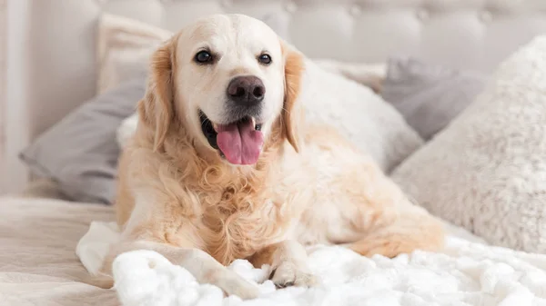 Feliz Sorridente Cão Cão Retriever Dourado Luxuosas Cores Brilhantes Clássico — Fotografia de Stock