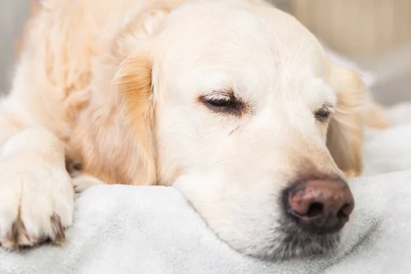 Adorable Golden Retriever Dog Sleep on Light Pastel Gray Scandinavian Textile Decorative Coat.  Pets care and friendly concept.