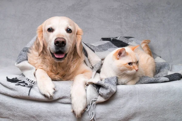 Mutlu Genç Altın Retriever Köpek Sevimli Karışık Cins Zencefil Kedi — Stok fotoğraf