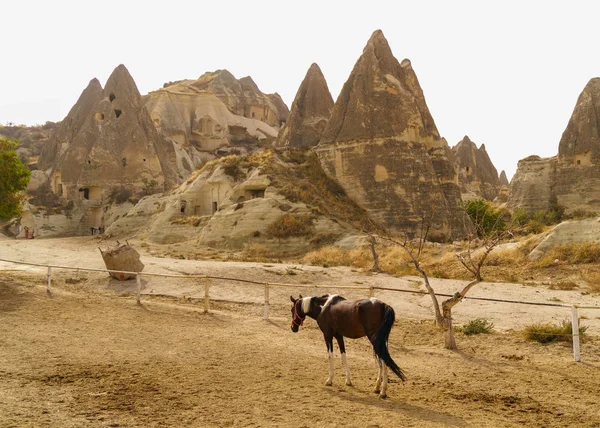 Brown Horse Farm Cave Town Goreme Cappadocia Turkey — Stock Photo, Image