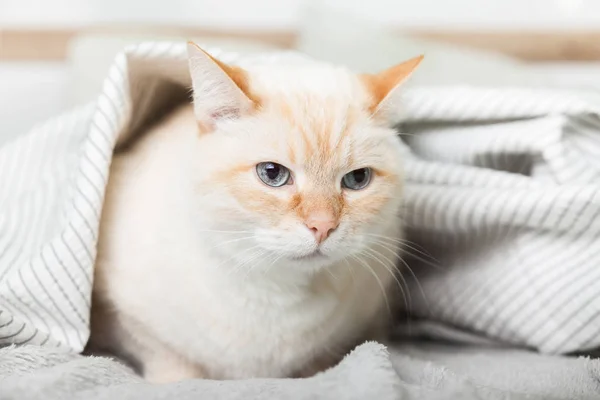 Fatigué Jeune Gingembre Clair Chat Race Mixte Sous Plaid Gris — Photo