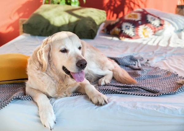 Happy smiling golden retriever puppy dog in bright sunny red walls stylish bedroom with king-size bed, authentic pillows and geometric print plaid.  Pets friendly hotel or home room.