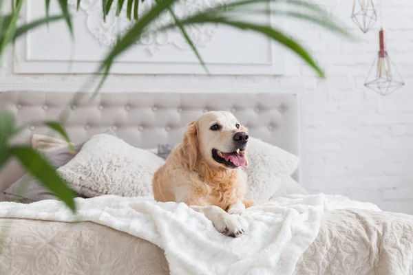 Lüks parlak renklerde mutlu altın retriever köpek yavrusu köpek kral boyutu yatak ve başucu masa, yeşil bitkiler ile klasik eklektik tarzı yatak odası. Evcil hayvan dostu otel veya ev odası.