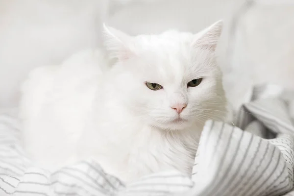 Сонная Молодая Белая Смешанная Порода Кошки Светло Серой Клетчатой Современной — стоковое фото