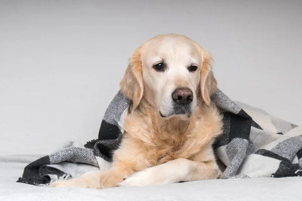 Cute young golden retriever dog  warms under cozy black, gray and white tartan plaid in cold winter weather. Pets care concept. Animal indoor in home or hotel bedroom. Copy space empty for text.