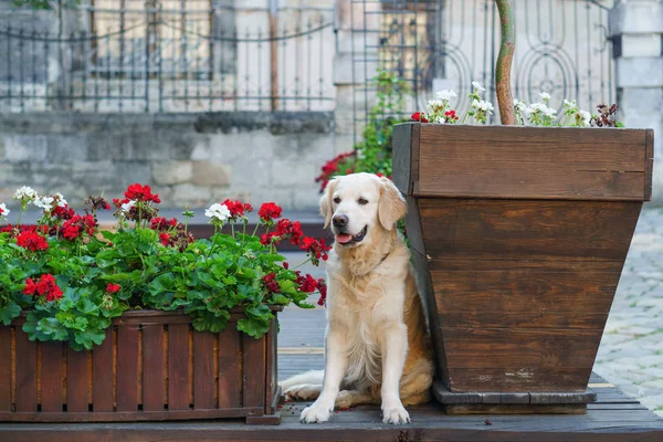 Happy young adorable golden retriever puppy dog sitting near wooden baskets with red flowers in country house backyard or garden. Copy space background.