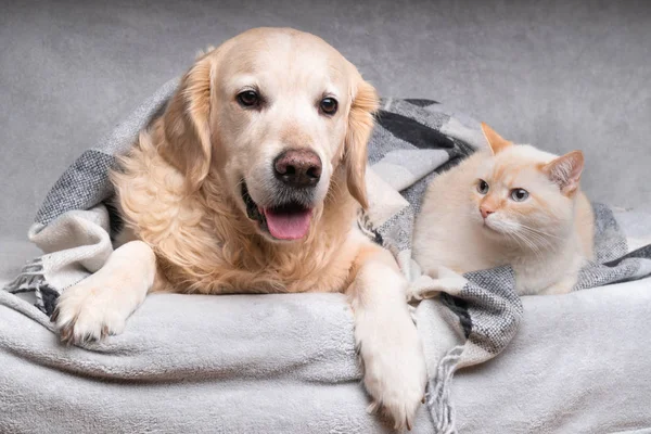 Happy Jovem Cão Golden Retriever Gato Gengibre Raça Mista Bonito — Fotografia de Stock