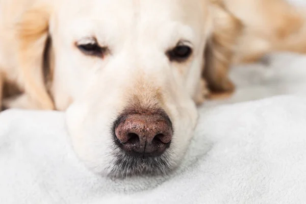 Adorable Golden Retriever Dog Sleep on Light Pastel Gray Scandinavian Textile Decorative Coat.  Pets care and friendly concept. Close up.