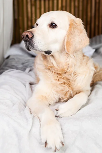 Entzückender Golden Retriever Hund Auf Hellpastellgrauem Skandinavischem Textilschmuck Und Kissen — Stockfoto