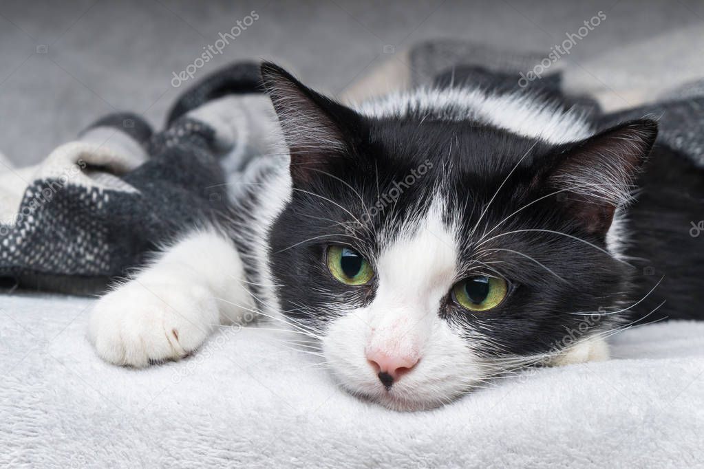 Beautiful young green eyes mixed breed cat warms under black, gray and white tartan plaid in cold winter weather.  Pets care concept. Animal indoor in home or hotel bedroom. Copy space empty for text.
