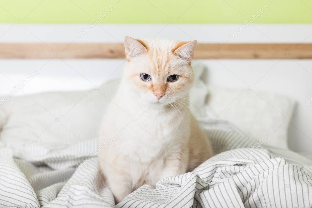 Bored young light ginger mixed breed cat under light gray plaid in contemporary bedroom. Pet warms on  blanket in cold winter weather. Pets friendly and care concept.