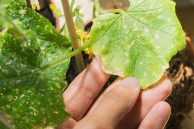 İnsanlar tencerede yetişen salatalıkları incelerler, yaprak hasarını ve hastalık belirtilerini fark ederler. Bu bahçıvanlık etkinliği bitki sağlığı izleme sisteminin önemini vurguluyor. Bakteriyel yaprak lekesi hastalıkları