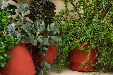 Yunanistan 'da sakin bir açık hava ortamı, kırsal terakotta tencerelerine ekilen canlı sulu sularla süsleniyor. Yeşillik huzurlu bir köşede gelişiyor, yavaş, çevre dostu bir yaşam tarzını teşvik ediyor..